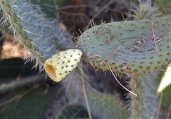 Opuntia leucotricha