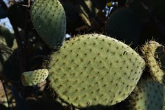 Opuntia leucotricha