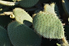 Opuntia leucotricha