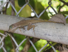 Anolis cristatellus cristatellus