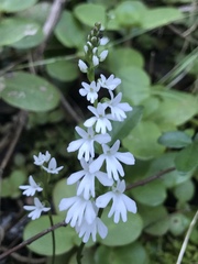 Holothrix parviflora