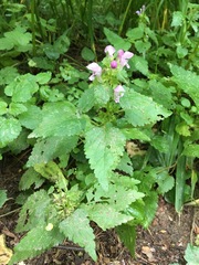 Lamium maculatum