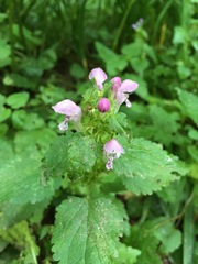Lamium maculatum