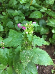 Lamium maculatum