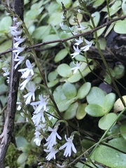 Holothrix parviflora