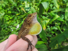 Anolis cristatellus cristatellus