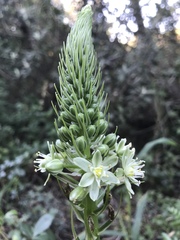 Albuca bracteata