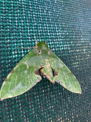 Euchloron megaera