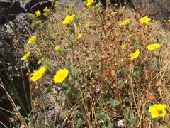 Potentilla arenosa