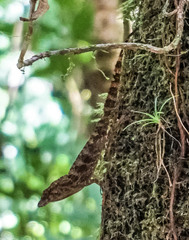 Anolis gundlachi