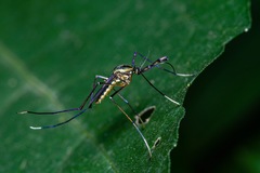 Toxorhynchites rutilus septentrionalis