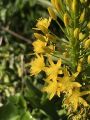 Bulbine latifolia