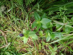 Gentiana dschungarica