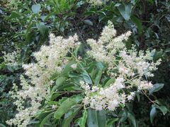 Ligustrum