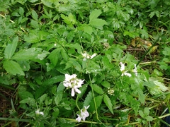 Cardamine macrophylla