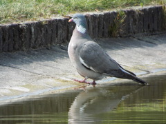 Columba palumbus
