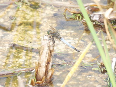 Orthetrum cancellatum