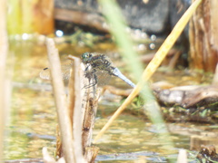Orthetrum cancellatum