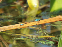 Odonata
