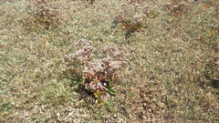 Limonium ovalifolium