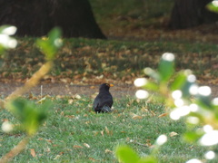 Turdus merula