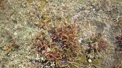 Limonium ovalifolium