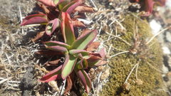 Limonium ovalifolium