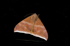 Ophisma