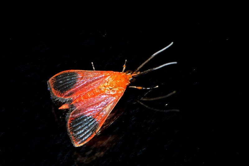 Pyrausta cardinalis