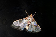 Azochis rufidiscalis