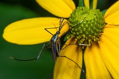 Toxorhynchites rutilus septentrionalis