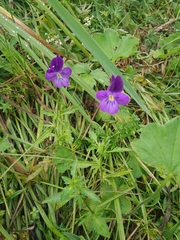Viola altaica