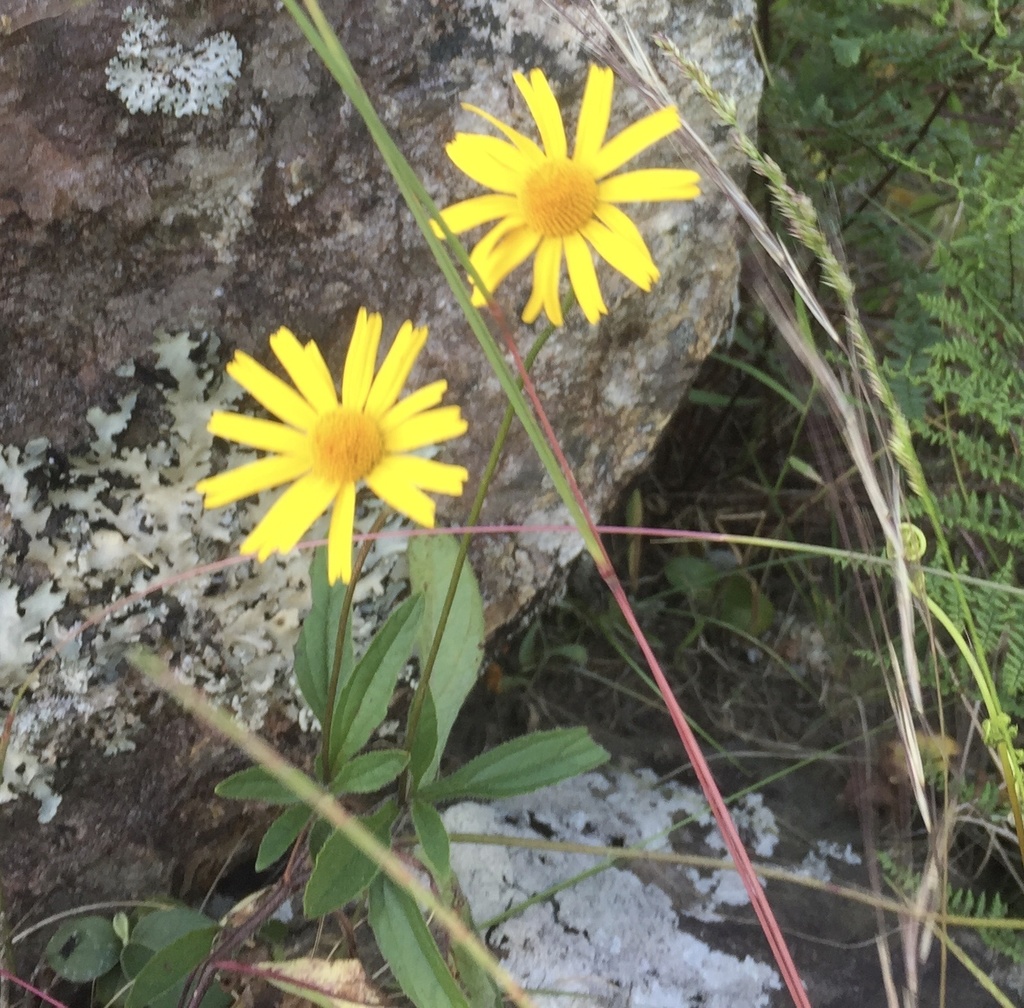 Flor de electricidad