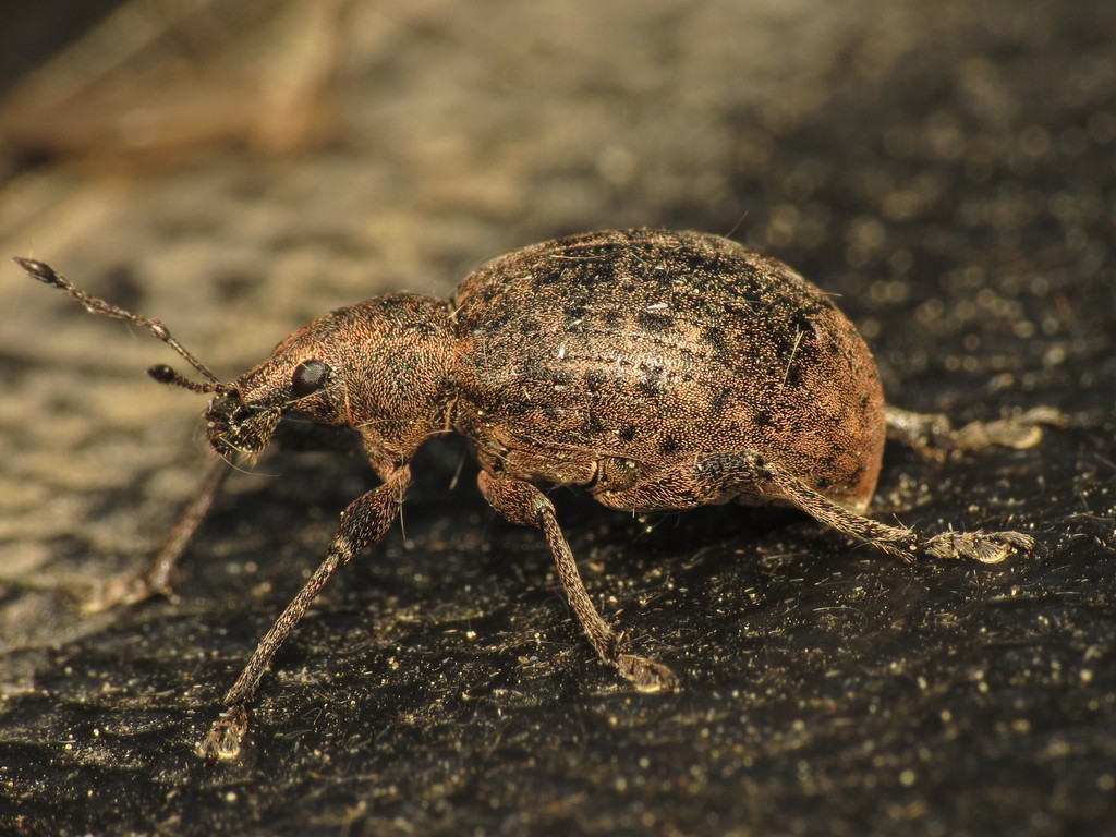 chequered weevil