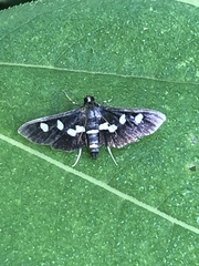 Desmia subdivisalis