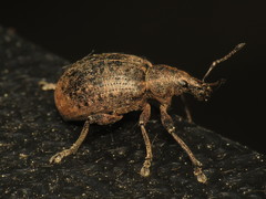 Liophloeus tessulatus