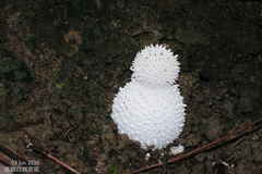 Amanita virgineoides