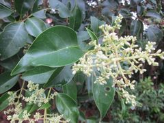 Ligustrum