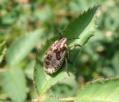 Carpocoris purpureipennis