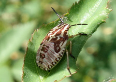 Carpocoris purpureipennis