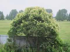 Ligustrum