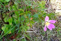 Rosa nitida