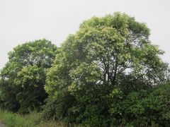 Ligustrum