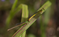 Ceriagrion indochinense