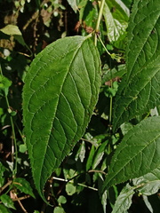 Cyclocodon lancifolius