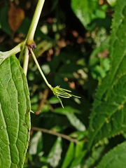 Cyclocodon lancifolius