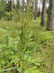Rumex confertus