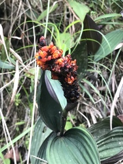 Elleanthus hymenophorus