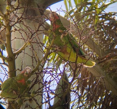Amazona leucocephala