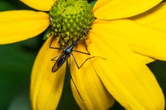 Toxorhynchites rutilus septentrionalis